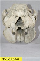 儒艮骨骼藏品圖，第26張